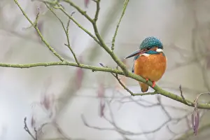 Alder: Common Kingfisher