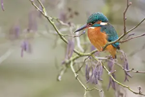 Alder: Common Kingfisher