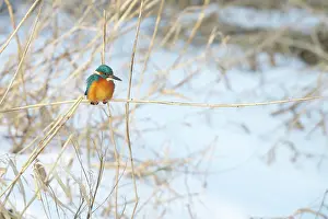 Lentevreugd: Common Kingfisher