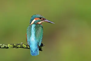 Losser: Common Kingfisher