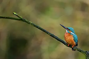 Eindhoven: Common Kingfisher