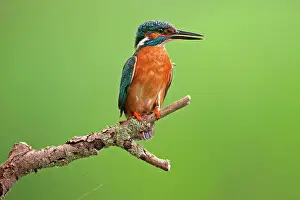 Kingfishers: Common Kingfisher