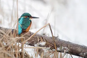 Kingfishers: Common Kingfisher