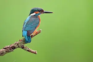 Kingfishers: Common Kingfisher