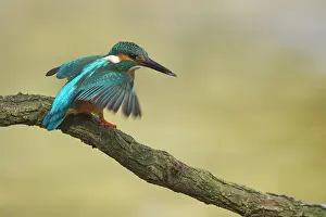 Eurpean: Common Kingfisher