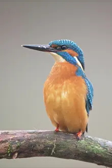Font: Common Kingfisher