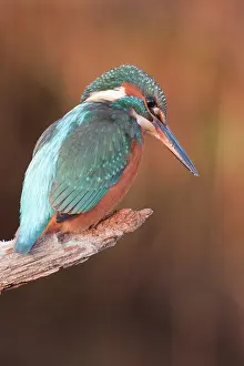 Apeldoorn: Common Kingfisher