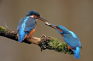 Transfer: Common Kingfisher