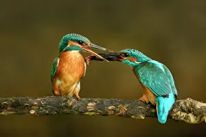 Transfer: Common Kingfisher