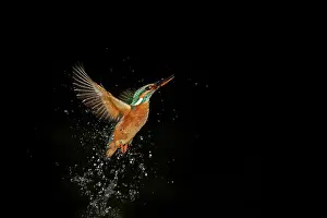 Waterdrops: Common Kingfisher