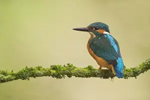 Eurpean: Common Kingfisher