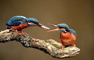 Giving: Common Kingfisher
