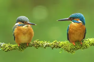 Kingfishers: Common Kingfisher