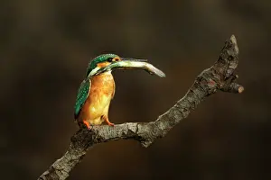 Zander: Common Kingfisher