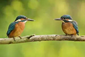 Rival: Common Kingfisher