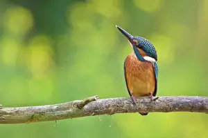 Leenderbos: Common Kingfisher