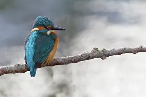 Colorfull: Common Kingfisher