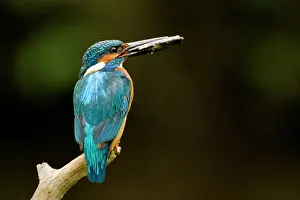 Tongelreep: Common Kingfisher