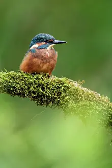 Tongelreep: Common Kingfisher