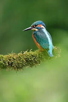 Tongelreep: Common Kingfisher
