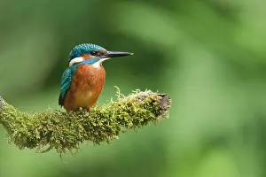 Tongelreep: Common Kingfisher