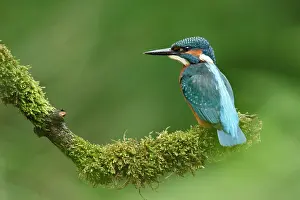 Tongelreep: Common Kingfisher