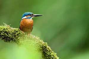 Tongelreep: Common Kingfisher
