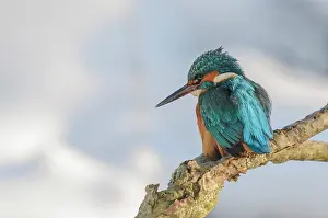 Wieringermeer: Common Kingfisher