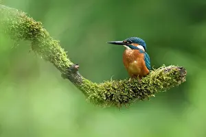 Tongelreep: Common Kingfisher