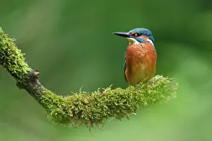 Tongelreep: Common Kingfisher