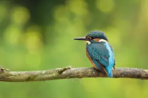 Leenderbos: Common Kingfisher