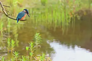 Focussed: Common Kingfisher
