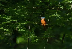 Spotlight: Common Kingfisher