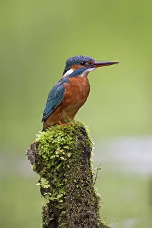 Atthis: Common Kingfisher