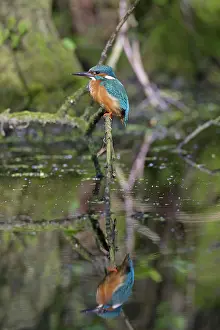 Atthis: Common Kingfisher