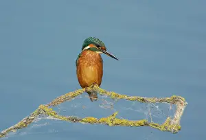 Alcedo: Common Kingfisher