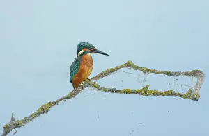 Alcedo: Common Kingfisher