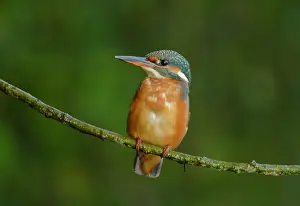 Alcedo: Common Kingfisher
