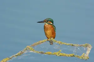 Alcedo: Common Kingfisher