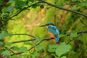 Alcedo: Common Kingfisher