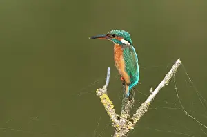 Alcedo: Common Kingfisher