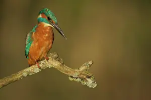 Alcedo: Common Kingfisher