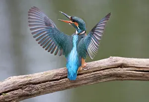 Alcedo: Common Kingfisher