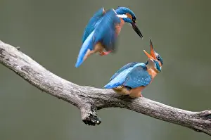 Alcedo: Common Kingfisher