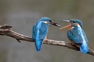 Present: Common Kingfisher