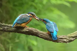 Alcedo: Common Kingfisher