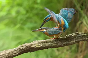 Kingfisher: Common Kingfisher