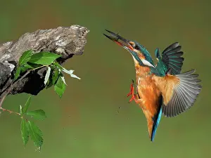 Bullrush: Common Kingfisher adult female in flight about to land