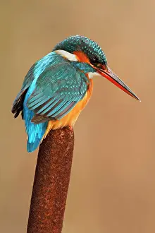 Bullrush: Common Kingfisher adult female perched on bullrush