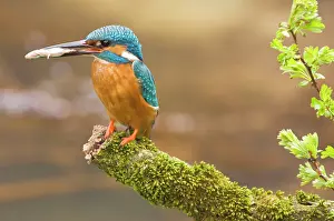Kingfishers: Common Kingfisher - Adult male with fish prey in beak